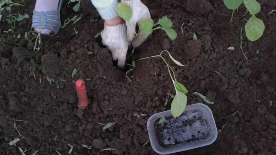 Пересадка дело серьезное! как вырастить баклажаны в открытом грунте