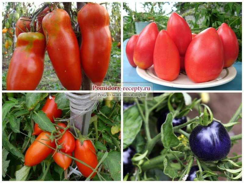 Лучшие 46 сортов томатов для теплицы: описание с фото и отзывы о них