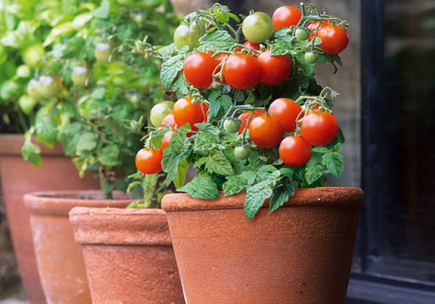 Выращивание рассады томатов в домашних условиях из семян, фото и видео