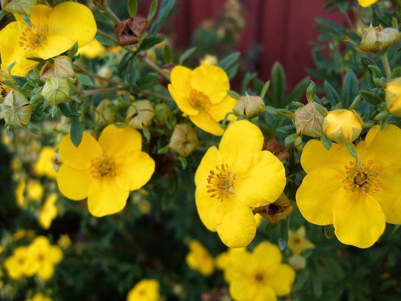 Желтая лапчатка (38 фото): посадка и уход за лапчаткой кустарниковой желтого цвета. болезни и вредители, использование в ландшафтном дизайне