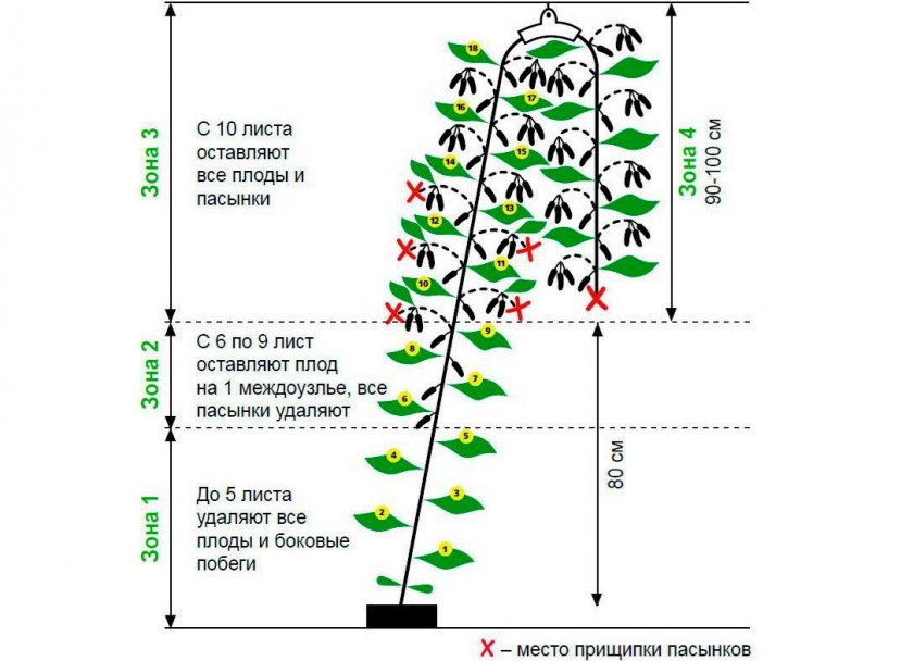 Характеристика и описание сортов кустовых огурцов, выращивание и уход