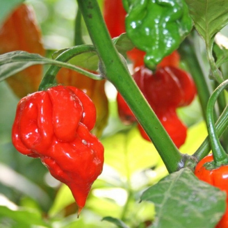 Отличительные характеристики острого сорта перца хабанеро и особенности его выращивания
