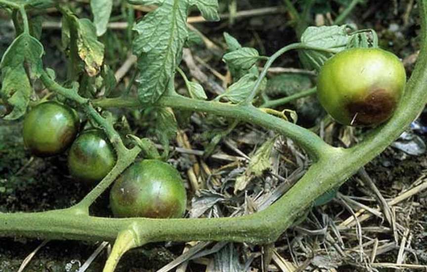 Что такое столбур томатов и как от него уберечь растение: причины заражения, эффективные меры борьбы и профилактики