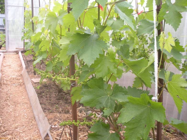 Лучшие сорта винограда для выращивания на урале, правила посадки и ухода летом