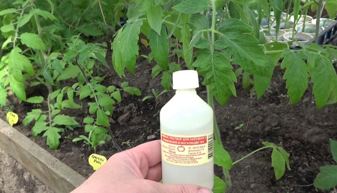 Нашатырный спирт (аммиак) для растений в саду и огороде: применение подкормки как удобрения и от вредителей