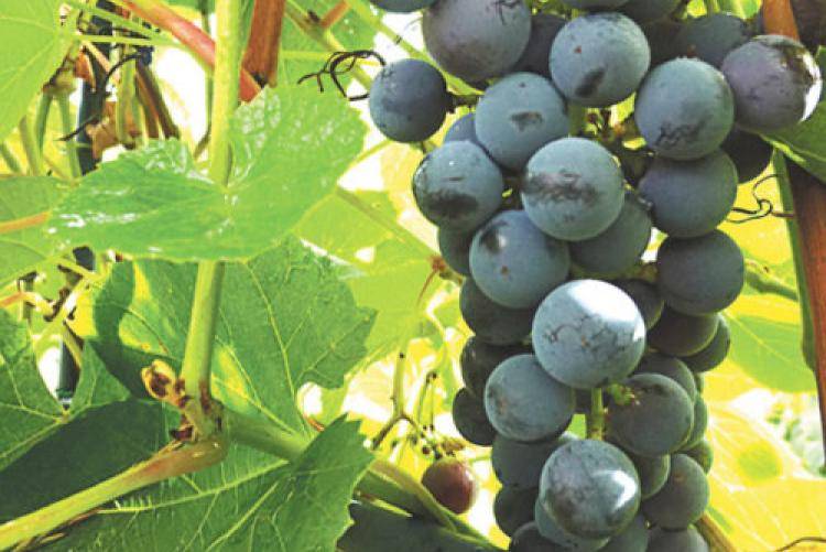 Сорт винограда «вэлиант»: описание, фото, селекция, особенности посадки и ухода