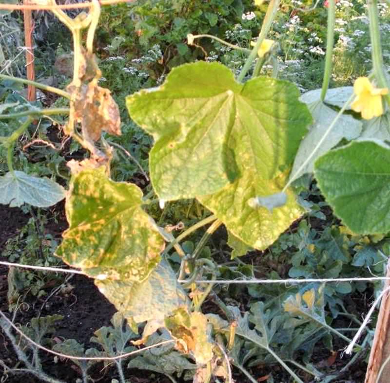 Огурцы: желтеют листья – что делать, народные средства, рецепты