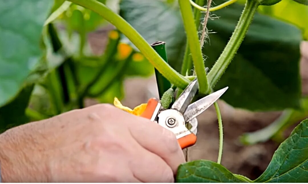 Выращивание тыквы: хитрости и секреты урожая - дачные советы.ру