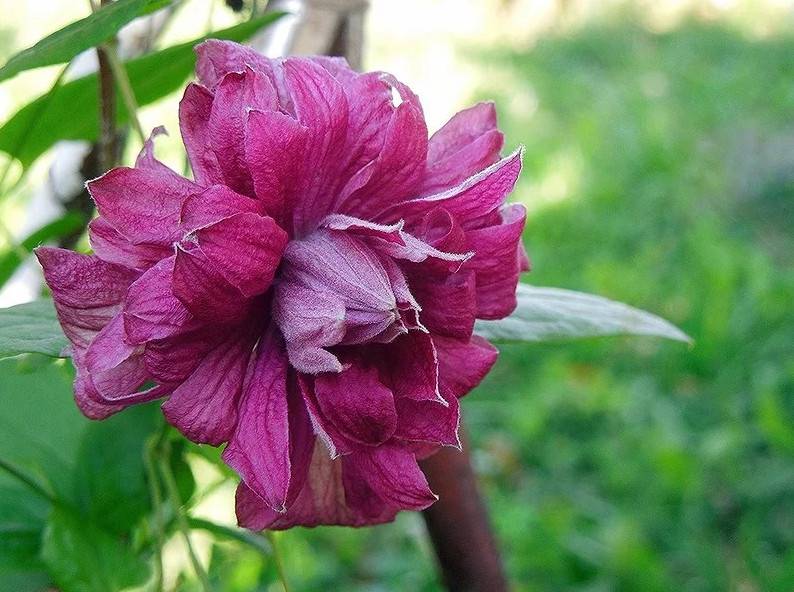 Клематис пурпуреа плена элеганс: описание сорта и его характеристика, размер цветка, фото + видео