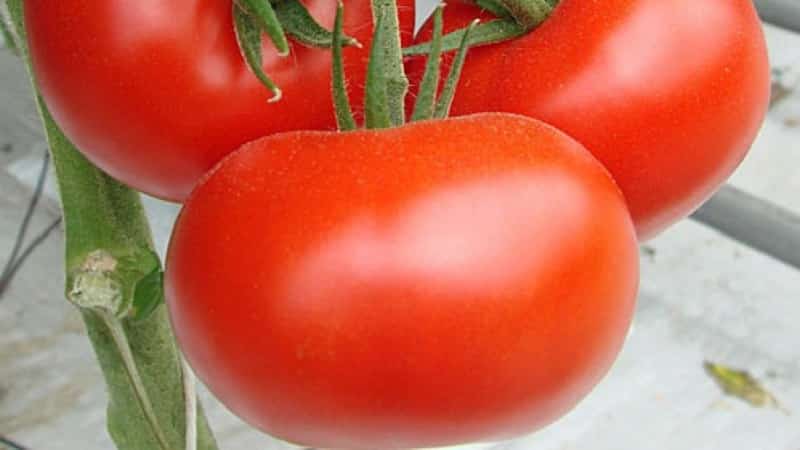 Описание сорта томата моя радость, особенности выращивания и ухода – дачные дела