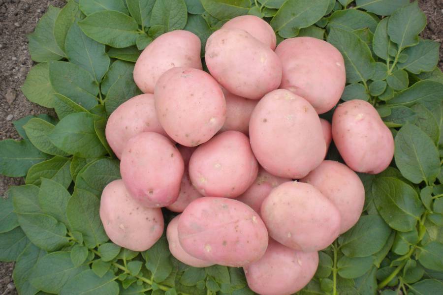 Картофель лаура – описание сорта, фото, отзывы
