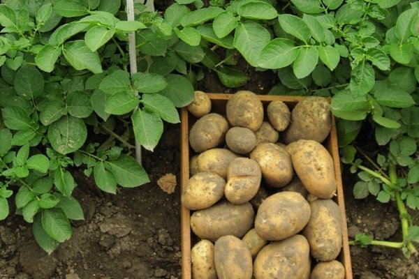 Сорт картофеля голубизна, описание, фото, характеристика и отзывы, а также особенности выращивания