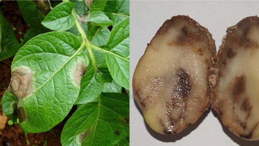 Чёрная ножка картофеля: возбудитель, причины и методы профилактики