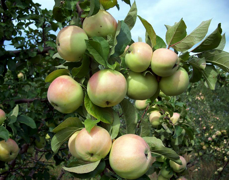 Карликовые яблони: сорта, отзывы и описание