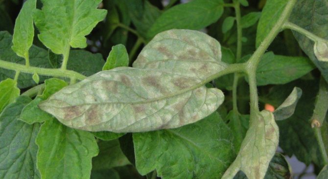 Кладоспориоз - бурая пятнистость листьев помидор (описание, лечение)