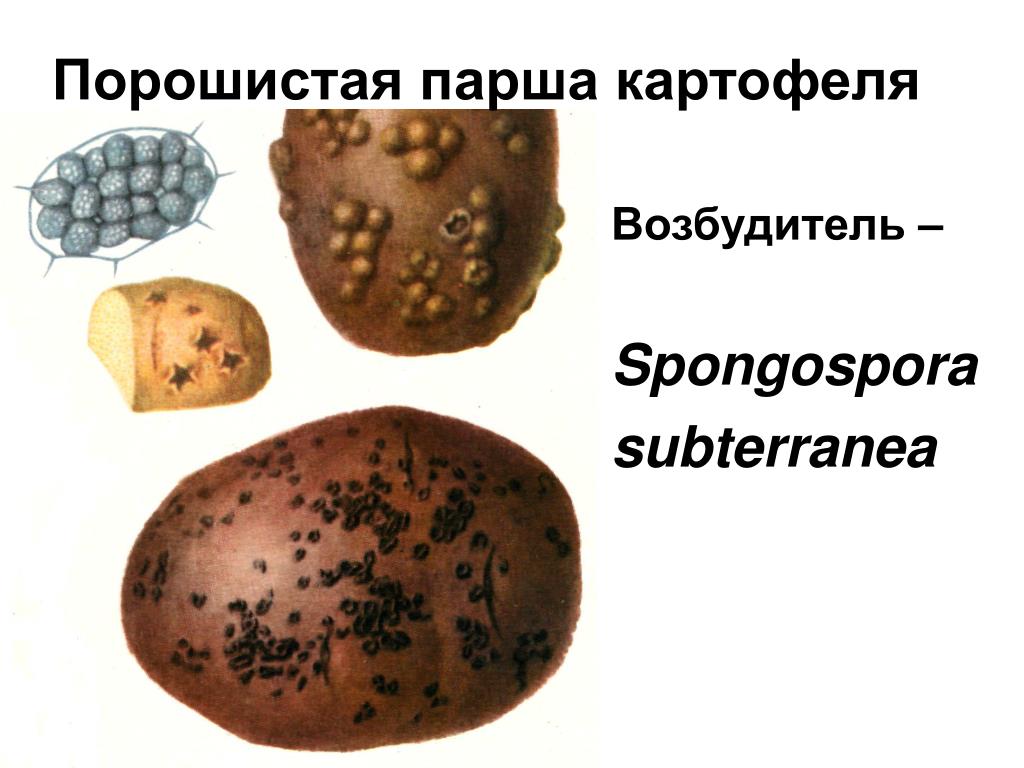 Основные вредители картофеля: их описание и лечение различными средствами