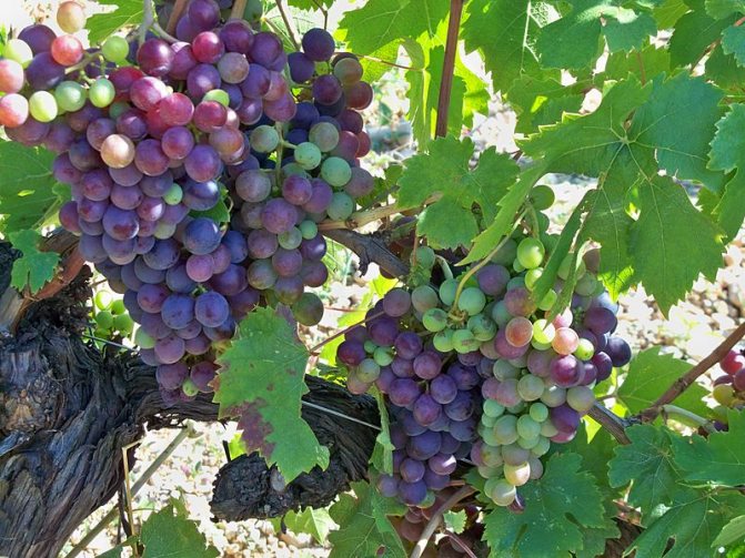 Темпарнильо - сорт винограда родом из испании, описание , характеристики, особенности, фото selo.guru — интернет портал о сельском хозяйстве