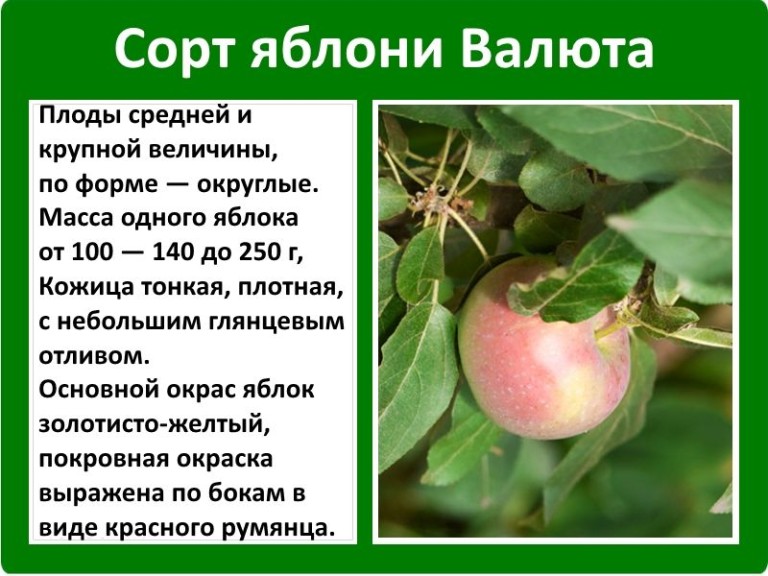 Яблоня анис