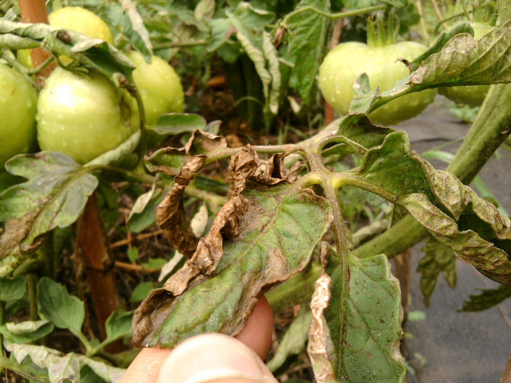 Фитофтора на помидорах в теплице: как бороться? - огород, сад, балкон - медиаплатформа миртесен