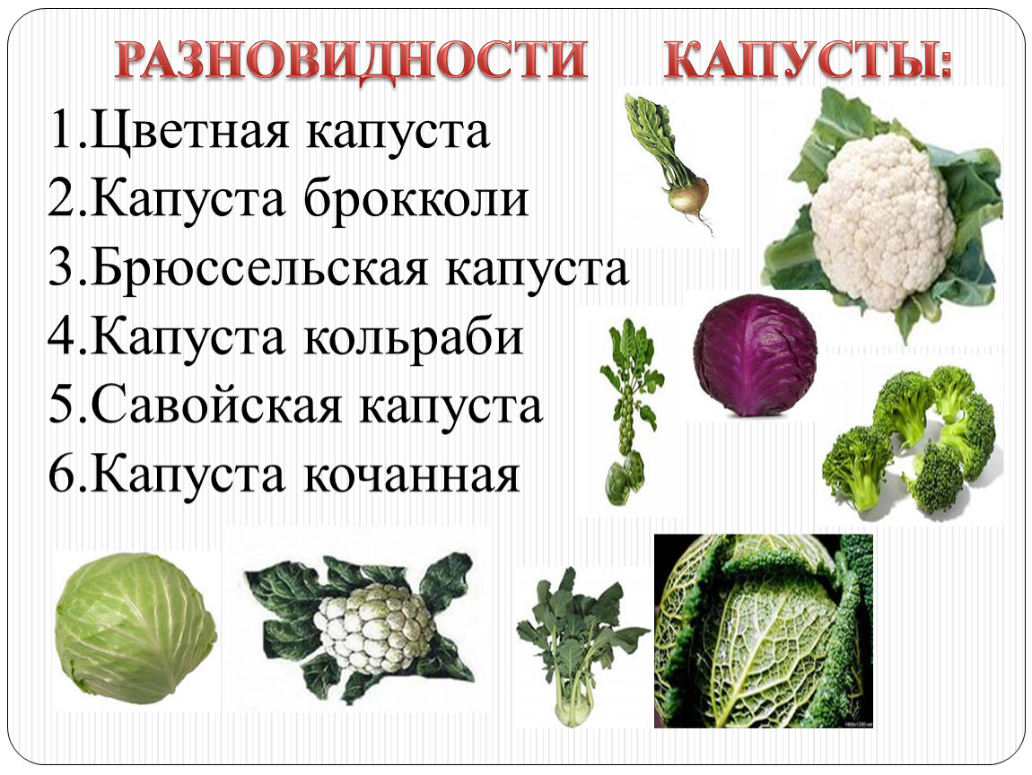 Сорта белокочанной капусты - более 20 сортов с фото и описанием