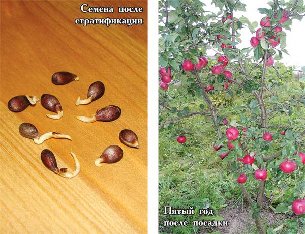 Как вырастить сеянец яблони самому – дачные дела