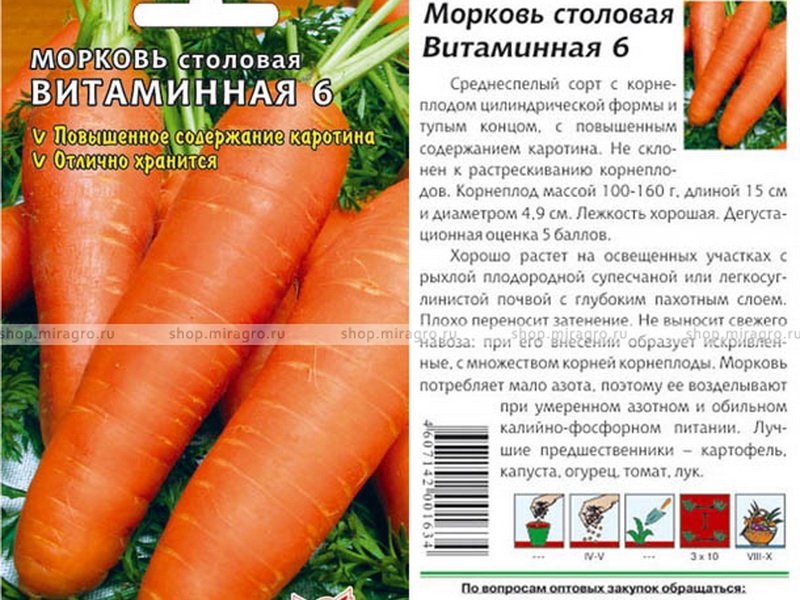 Ранние сорта моркови: для средней полосы, скороспелые и ультраранние для урала и северо-запада, описание и характеристика, самые сладкие виды
