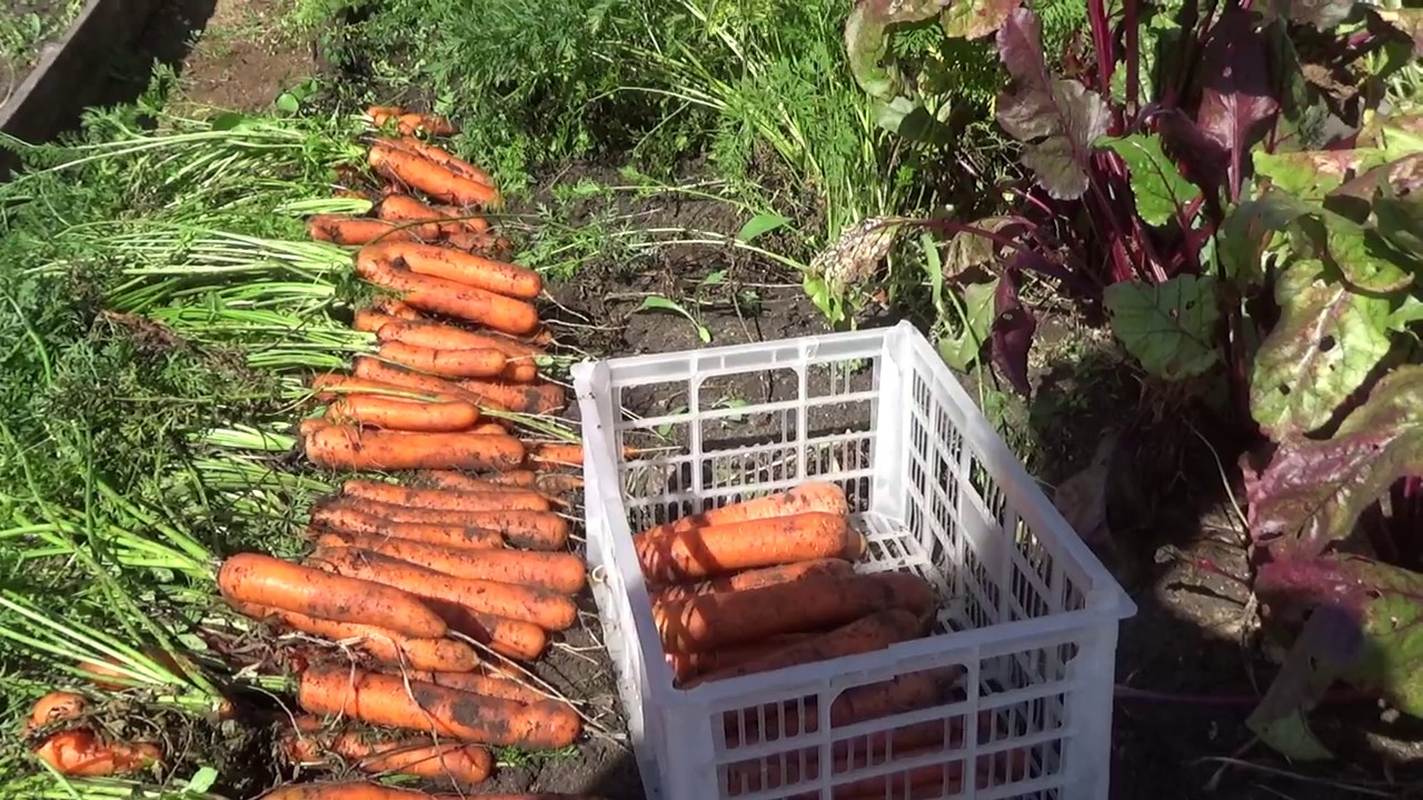 Уборка урожая в огороде на даче и правила хранения овощей: советы, фото и видео