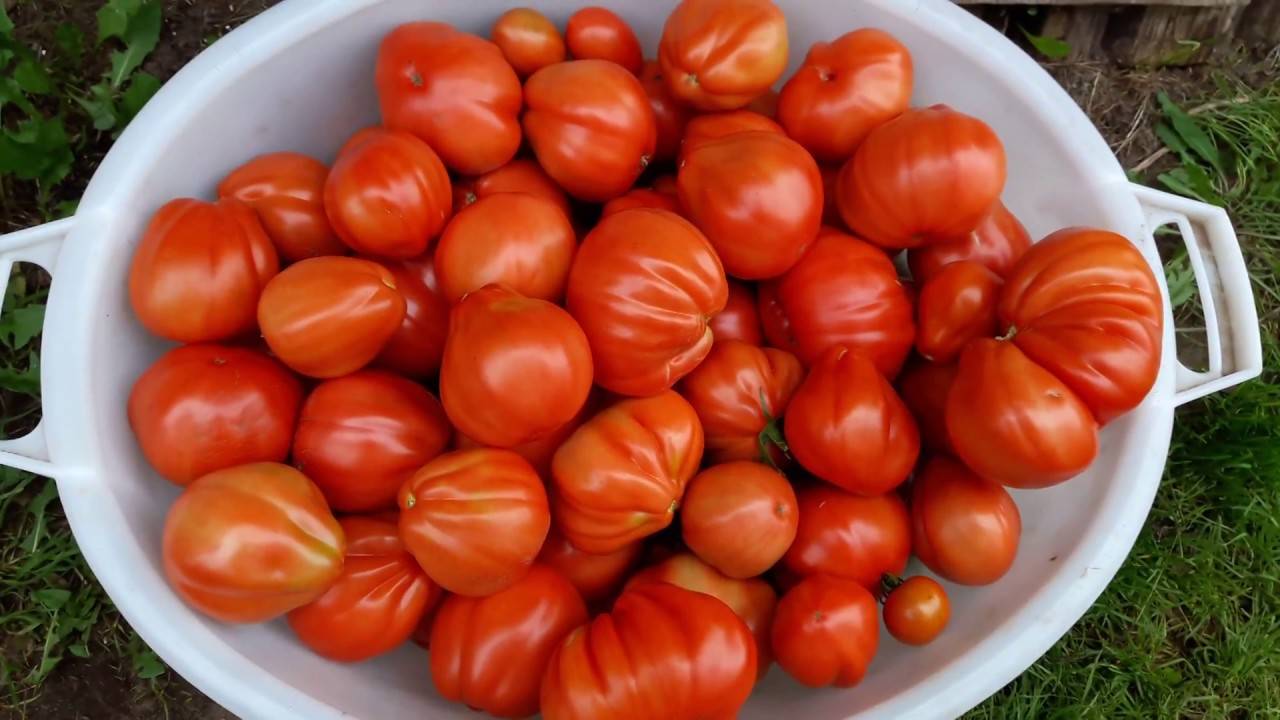 Томат пузата хата: описание сорта, отзывы, фото куста, урожайность помидоров