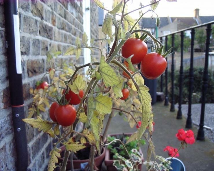 Томат балконное чудо: описание и характеристика этого сорта помидоров, особенности выращивания в открытом грунте и в домашних условиях