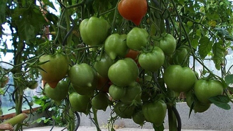 Описание и характеристики томатов сорта юбилейный тарасенко, урожайность