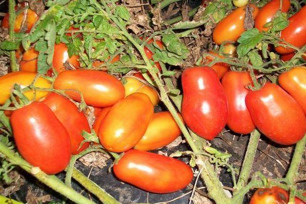 Как вырастить рассаду томатов в домашних условиях