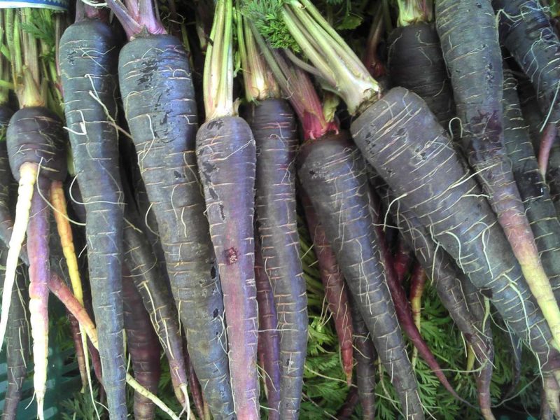 Описание сортов черной моркови и что это за культура, особенности выращивания