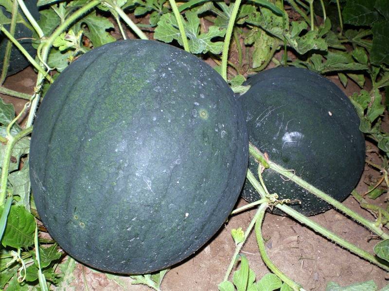 Описание сорта арбуза холодок и особенности его выращивания, сбор и хранение урожая