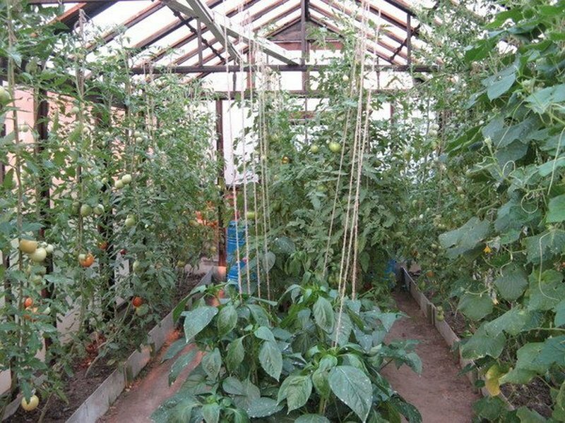 Сажать вместе огурцами теплице: что посадить в одной и как выращивать баклажаны, совместимость
