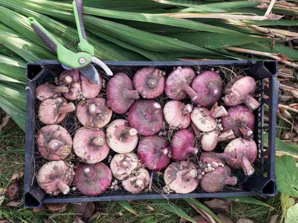 Гладиолусы: уборка и хранение луковиц, практические советы по выращиванию