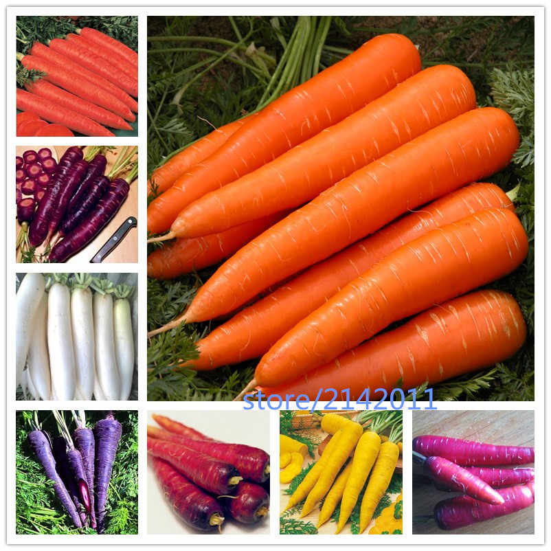 Польза для здоровья фиолетовой моркови