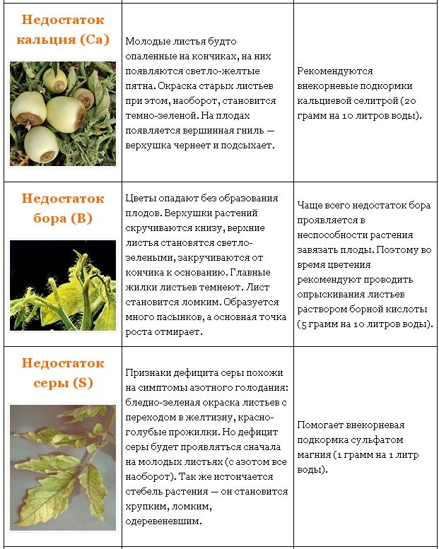 Побелели листья у перца, что делать - agroflora.ru