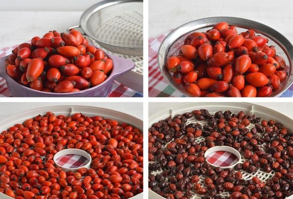 Когда собирать барбарис и как сушить ягоды: технология хранения плодов - pit-stroy.ru