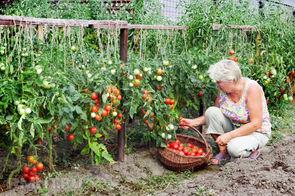 Сорта томатов для открытого грунта, низкорослые, самоопыляемые и другие: какие гибриды помидоров лучше сажать в средней полосе россии, на урале и в сибири? русский фермер