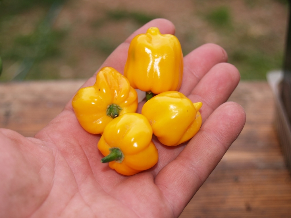 Перец хабанеро: уход и выращивание в домашних условиях