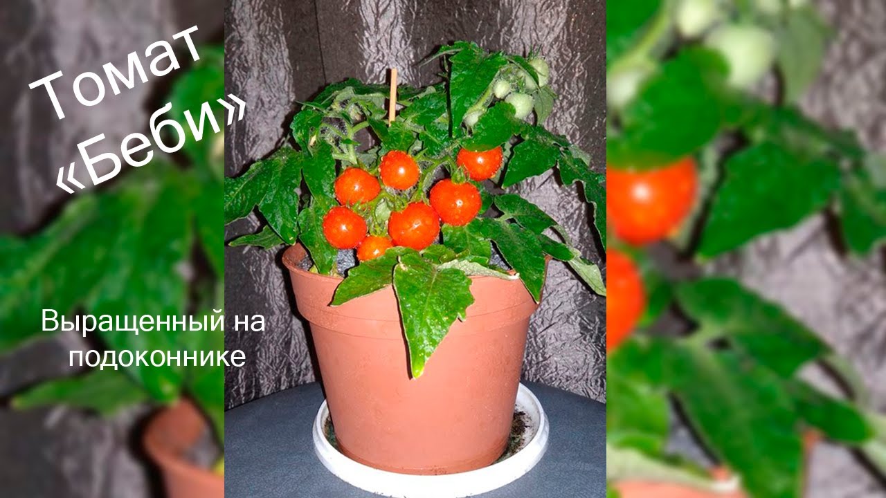 Как вырастить помидоры черри в домашних условиях, на подоконнике зимой, а также на балконе? преимущества сорта и уход