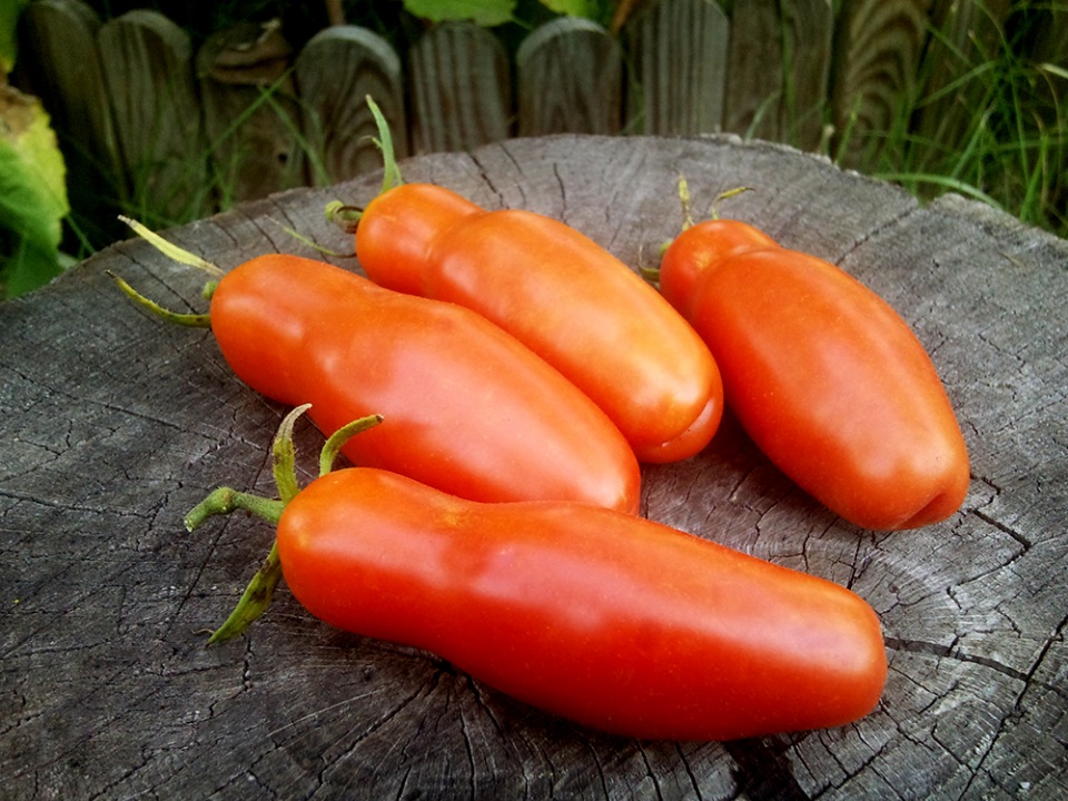 Лучшие сорта томатов: обзор с описанием и фото