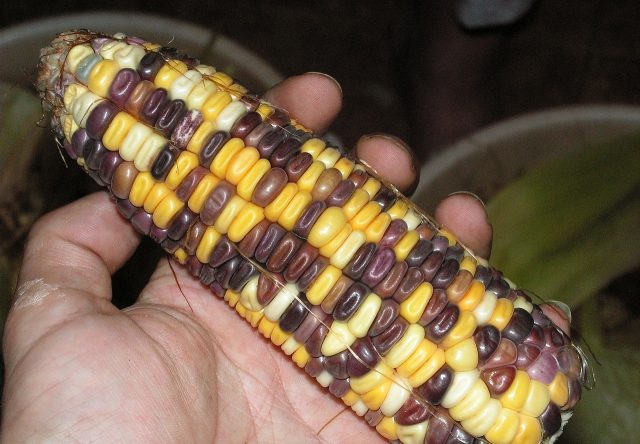Кукуруза