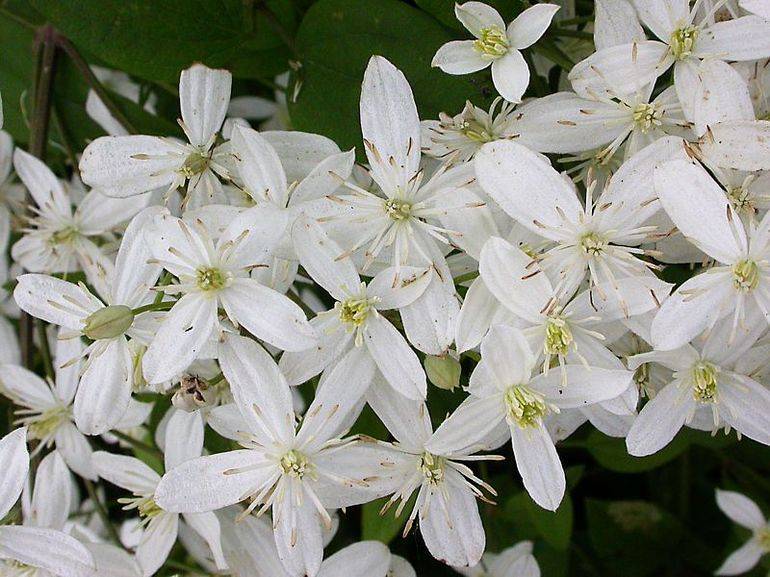 Клематис white arabella фото и описание