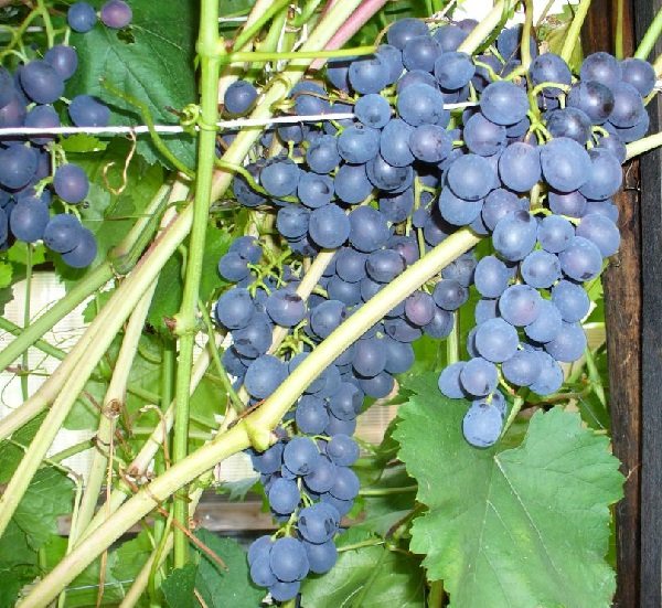 Виноград "агат донской": описание сорта, фото, отзывы