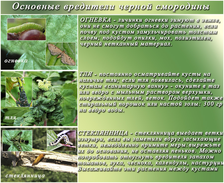 Система защиты гороха от сорняков, вредителей и болезней от bayer | crop science