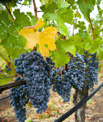 Декоративный виноград: описание и размножение