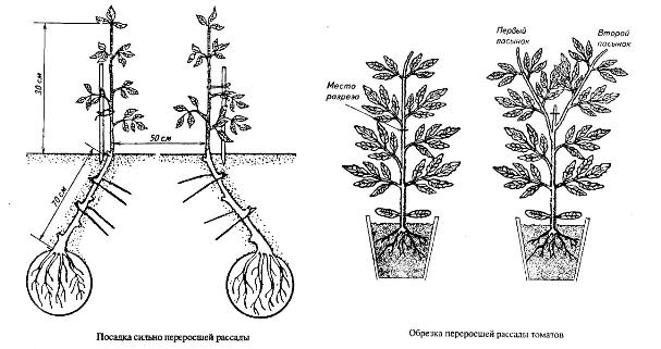 Схема высадки рассады помидор в открытый грунт
