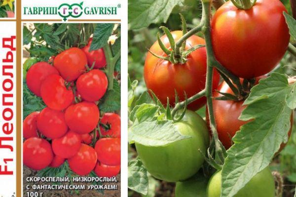 Томат "леопольд": описание гибридного сорта, характеристики помидоров, рекомендации по уходу русский фермер