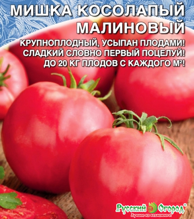 Великолепный сорт — томат «мишка косолапый»: описание, особенности выращивания